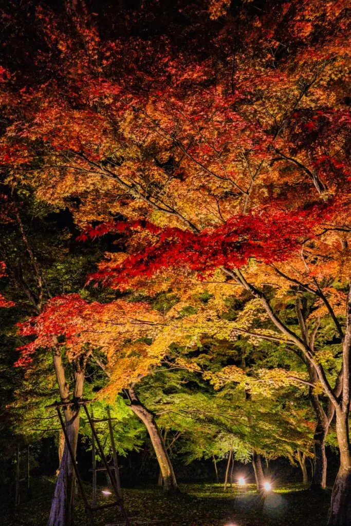 小諸城址懐古園☆紅葉(もみじ)まつり | エイワ税理士法人｜長野県小諸